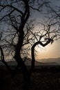 landscape with a contour of a tree in the sunset light