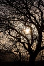 landscape with a contour of a tree in the sunset light