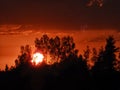 Landscape with contrasting sunrise, fuzzy, black tree silhouettes, hazy clouds, red sky Royalty Free Stock Photo