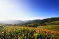 Landscape Corn farm and Mexican sunflower field with blue sky on the mountain, Thailand Royalty Free Stock Photo