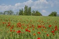 Landscape of Corn field and red poppies Royalty Free Stock Photo