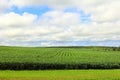 Landscape corn field in rural Prince Edwards Island