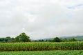 Corn field and rains fog