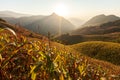 The landscape of corn terraces fields at sunset Royalty Free Stock Photo