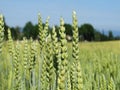 Landscape of cornfield summer day