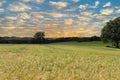 Landscape with cornfield, sunset in Sauerland Royalty Free Stock Photo