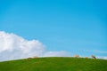 Landscape of Countryside Hills with Grass Field and Cows in Dairy Farm on Sunny Day. Blue Sky as background Royalty Free Stock Photo