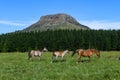 Landscape on the countryside near Hogsback, South Africa