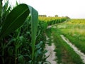 Landscape with countryside road, corn Royalty Free Stock Photo