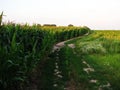 Landscape with countryside road, corn Royalty Free Stock Photo
