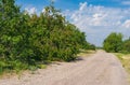 Landscape with coutry road overgrown with apricot and walnut tees Royalty Free Stock Photo