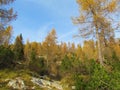 Landscape covered in autumn colored golden larch trees Royalty Free Stock Photo