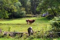 Landscape of a cow grazing in an old meadow among trees Royalty Free Stock Photo