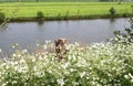 Dutch landscape with Linge river,Beesd, Betuwe,Holland