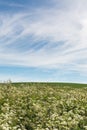 Landscape with Cow Parsley Royalty Free Stock Photo