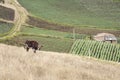 Landscape, cow and rural house surrounded by welsh onion fields, Allium fistulosum