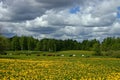 Landscape with cows Royalty Free Stock Photo