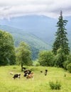 The cows herd on a mountain meadow.