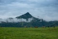 Landscape with cows in a mountainous area in Colombia. Royalty Free Stock Photo