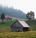 Landscape with cows in Romanian mountains