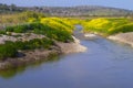 Landscape of Crocodiles river winding through mustard flowers Israel