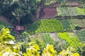 Landscape crop scene of vegetable farm garden near natural hills