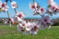 Landscape of Csopak and the Lake Balaton with blurred blooming almond tree in the foreground Royalty Free Stock Photo