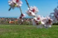 Landscape of Csopak and the Lake Balaton with blurred blooming almond tree in the foreground Royalty Free Stock Photo