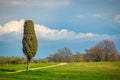 Landscape with a cypress tree near the Green lagoon sea bay