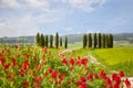 Landscape with cypresses and bright red flowers