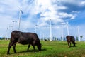 Landscape of a dairy farm and wind energy Royalty Free Stock Photo