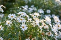 Landscape of daisy flowers growing in backyard garden in summer. Marguerite perennial flowering plants on grassy field Royalty Free Stock Photo