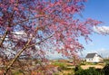 Landscape of Dalat highlands with the house and cherry flowers