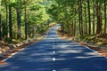 Landscape, Dalat, pine forest, travel, Vietnam, street Royalty Free Stock Photo