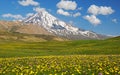 Damavand mountain and flower fields