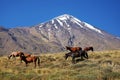 Damavand mountain and horses Royalty Free Stock Photo