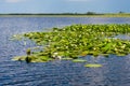 Landscape in Danube delta Royalty Free Stock Photo