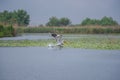 Landscape on the Danube Delta, Romania Royalty Free Stock Photo