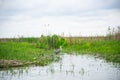 Landscape on the Danube Delta, Romania Royalty Free Stock Photo