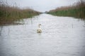 Landscape on the Danube Delta, Romania Royalty Free Stock Photo