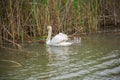 Landscape on the Danube Delta, Romania Royalty Free Stock Photo