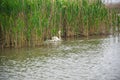 Landscape on the Danube Delta, Romania Royalty Free Stock Photo