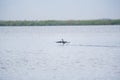 Landscape on the Danube Delta, Romania Royalty Free Stock Photo