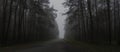 Landscape of dark forest in the fog, road in a dark forest Royalty Free Stock Photo