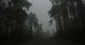 Landscape of dark forest in the fog, road in a dark forest Royalty Free Stock Photo