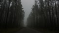 Landscape of dark forest in the fog, road in a dark forest Royalty Free Stock Photo