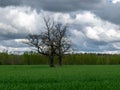 Landscape with dark tree silhouette on a green field background, expressive clouds
