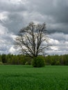 Landscape with dark tree silhouette on a green field background, expressive clouds