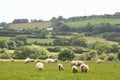 Landscape of Dartmoor National Park