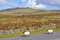 Landscape in Dartmoor National Park, Devon, England. Royalty Free Stock Photo